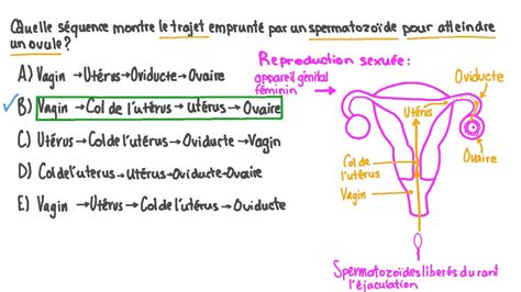 temps spermatozoide feconde ovule|Comment le sperme rencontre lovule : le parcours de。